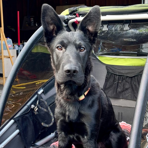 Pet friendly home - Picture 4 of 16